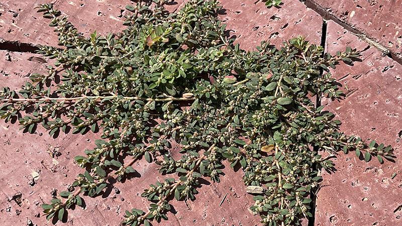 Sarah Browning: Here's how wage war on those summer weeds